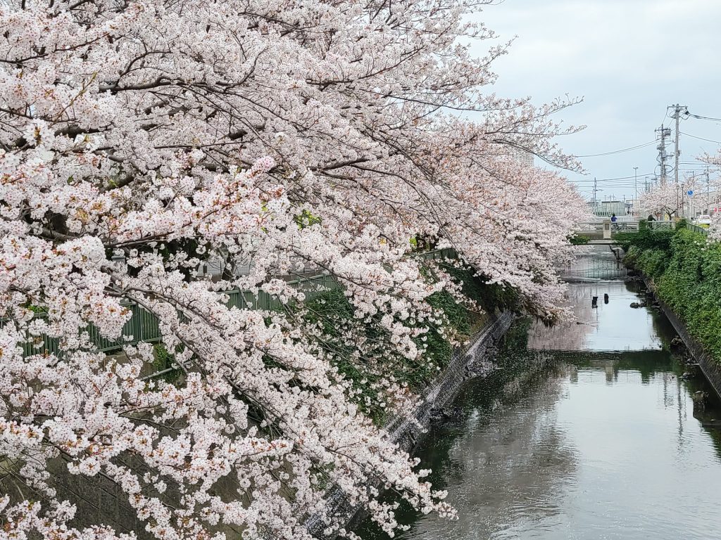 真間川